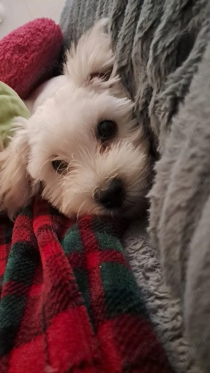 vand bichon  - imagine 2