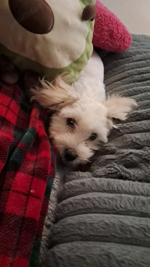 vand bichon  - imagine 3