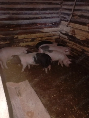 purcei de vânzare  - imagine 4