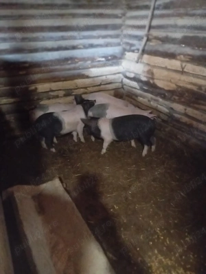 purcei de vânzare  - imagine 2