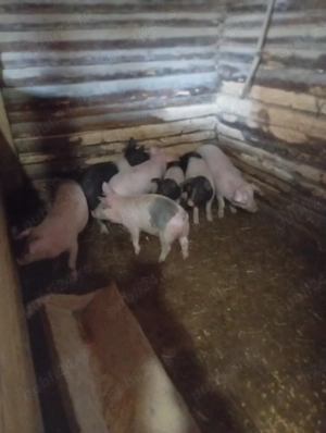 purcei de vânzare  - imagine 3