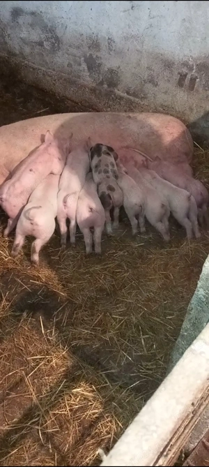 Scroafa cu 10 purcei - imagine 3