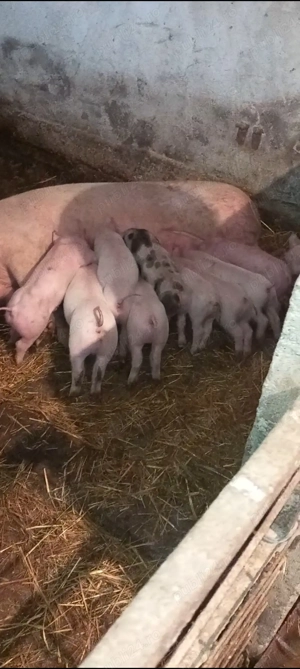 Scroafa cu 10 purcei - imagine 2