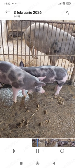 Vând doi purcei 3 luni - imagine 2