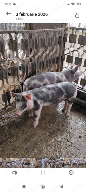 Vând doi purcei 3 luni - imagine 4