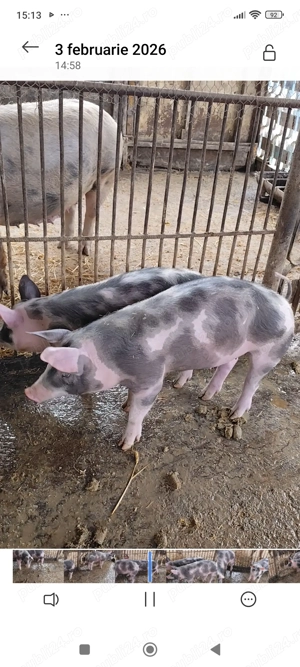 Vând doi purcei 3 luni