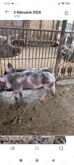 Vând doi purcei 3 luni - imagine 3