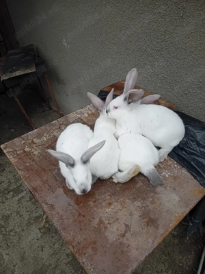 Vand iepuri - imagine 3