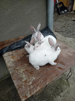 Vand iepuri - imagine 5