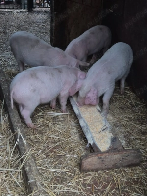 vand purcei 10 saptamani - imagine 2