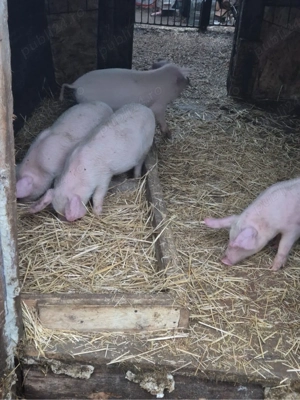 vand purcei 10 saptamani - imagine 3