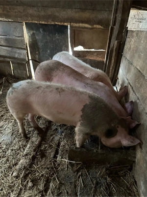 vand soldani 55 65 kg - imagine 3