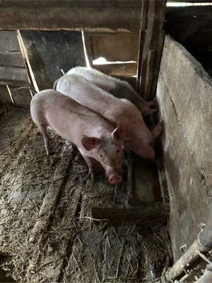 vand soldani 55 65 kg - imagine 4