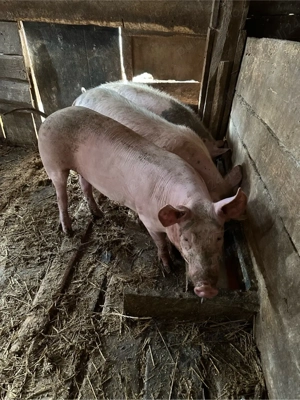 vand soldani 55 65 kg - imagine 5