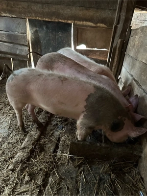 vand soldani 55 65 kg - imagine 2