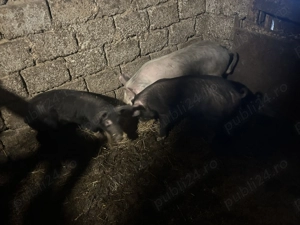 Vand purcei Tarnova Arad