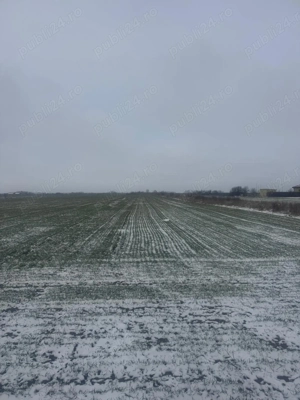 Teren intravilan 5.000 mp - Șag, zona Mănăstire - imagine 3