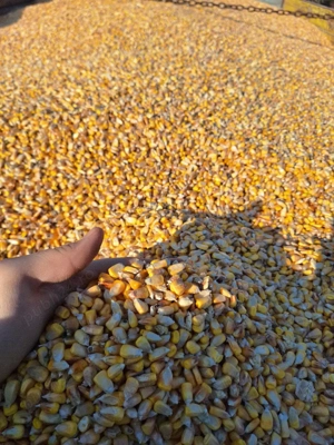 Graunte de vanzare  - imagine 4