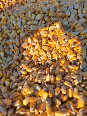 Graunte de vanzare  - imagine 3