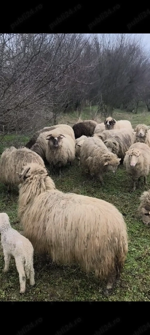 vand 35 de oi  - imagine 3