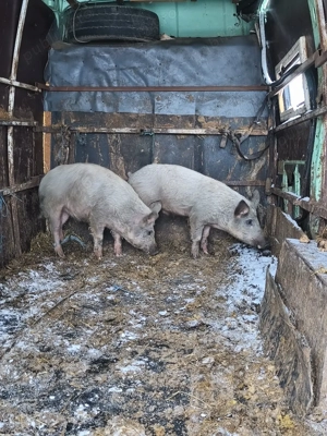 vand purcea si porc - imagine 2