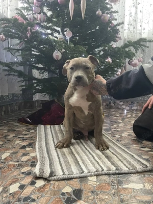 American Bully XL