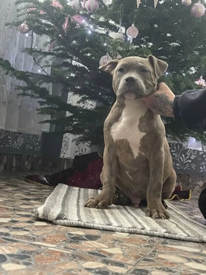 American Bully XL - imagine 2