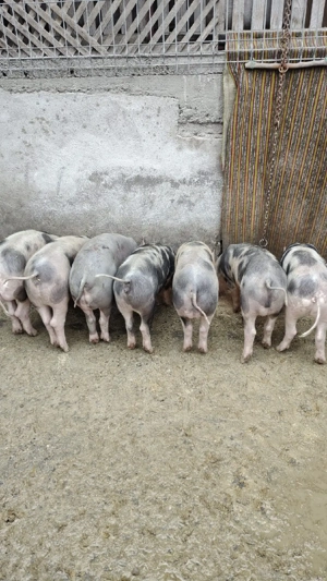 grasuni pietrain de vanzare  - imagine 2