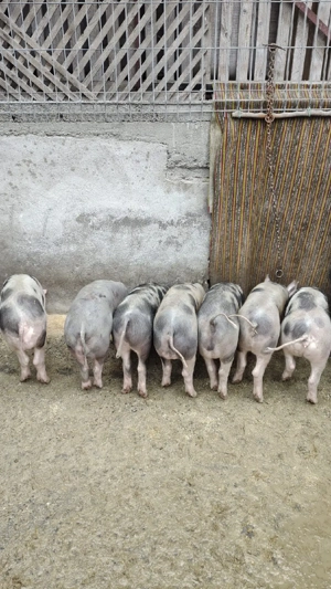 grasuni pietrain de vanzare  - imagine 5