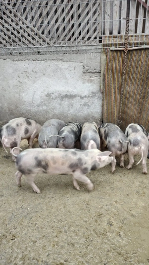 grasuni pietrain de vanzare  - imagine 4