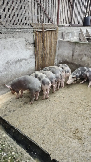 grasuni pietrain de vanzare  - imagine 3