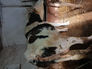 Vând trei vaci - imagine 4