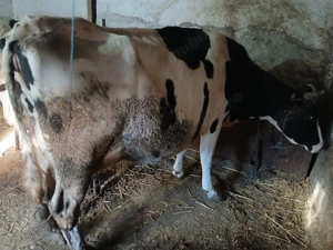 Vând trei vaci - imagine 3