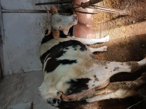 Vând trei vaci - imagine 2