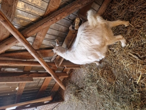 Vand capra ......... - imagine 4