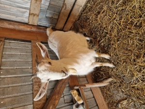 Vand capra ......... - imagine 2