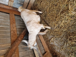 Vand capra .........