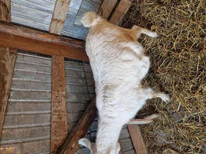 Vand capra ......... - imagine 3