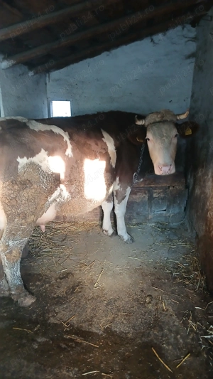 Vând trei vaci - imagine 5