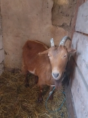 schimb două capre gestante  - imagine 3