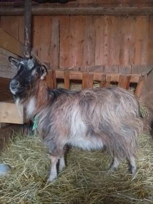 schimb două capre gestante  - imagine 2