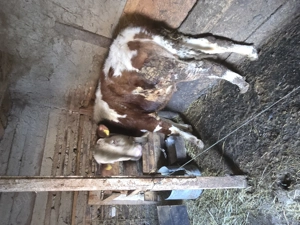 Vitel de vanzare  - imagine 2