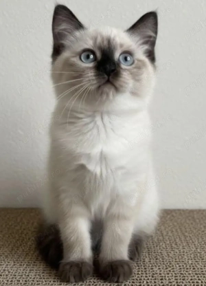 Puiuți Ragdoll  - imagine 4