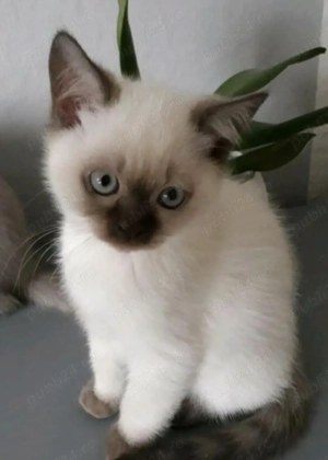 Puiuți Ragdoll  - imagine 2