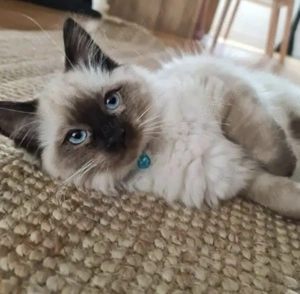 Puiuți Ragdoll  - imagine 3