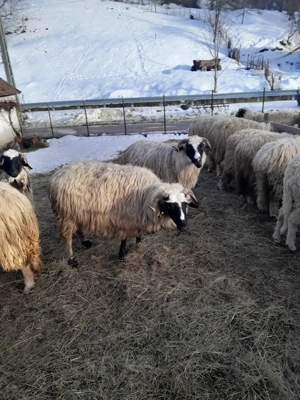 Vând patru oi  - imagine 2