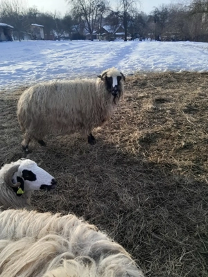 Vând patru oi  - imagine 4