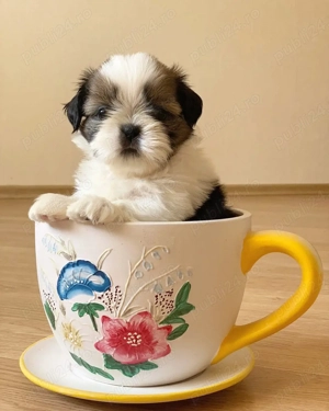 Canisa Autorizată- pui Shih Tzu Rasă Pură,  calitate show