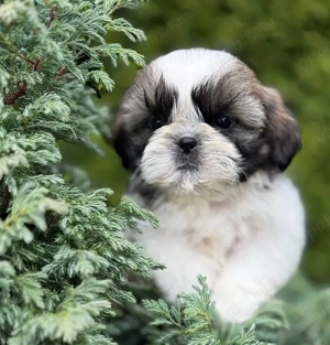Disponibili pui rasa Shih Tzu din Canisa Atestata 