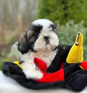 Disponibili pui rasa Shih Tzu din Canisa Atestata  - imagine 3